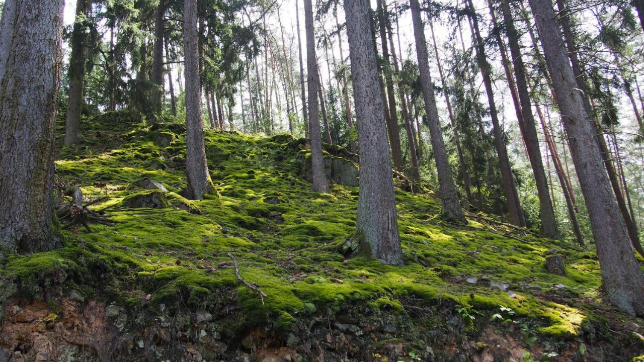 Fewo Talula - Sauerland Mit Hund Medebach Eksteriør billede